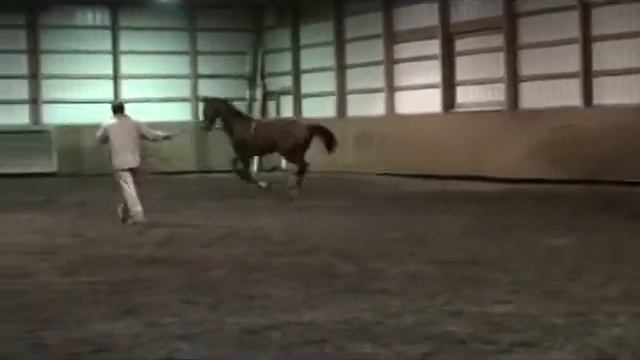 Banjo walk trot canter on the lunge смотреть онлайн