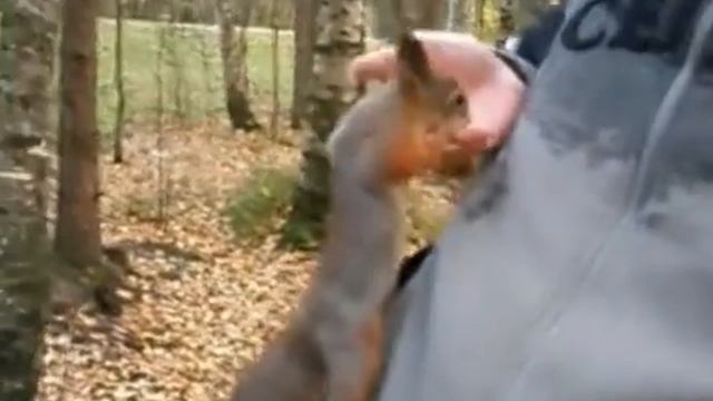 Белки в парке. Активно кушают из рук и ничего не бояться. смотреть онлайн