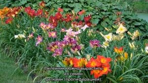 Лилейники — посадка и уход в открытом грунте