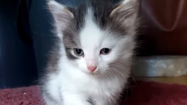 Котёнок плакал как ребёнок в приюте, но вдруг он услышал знакомый голос!😭
