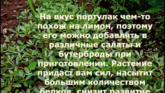 Лечебные действия обычного сорняка, который растет в любом дворе! смотреть онлайн