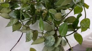 Хойя отцвела, что делать дальше?