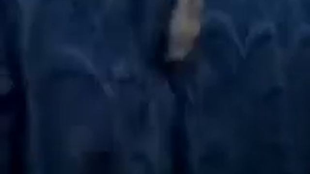 крыса паук)) смотреть онлайн