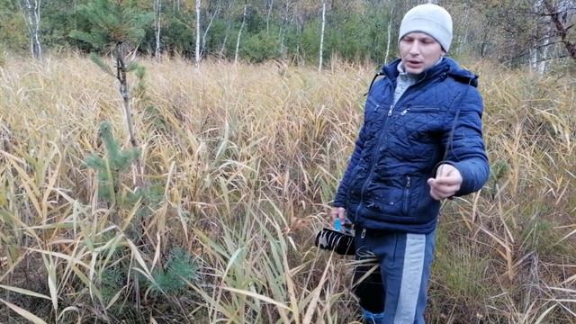 КЛЮКВА 2021//КАК собирать КЛЮКВУ в ТРАВЕ//итоги дня смотреть онлайн