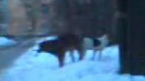 Собаки склеились