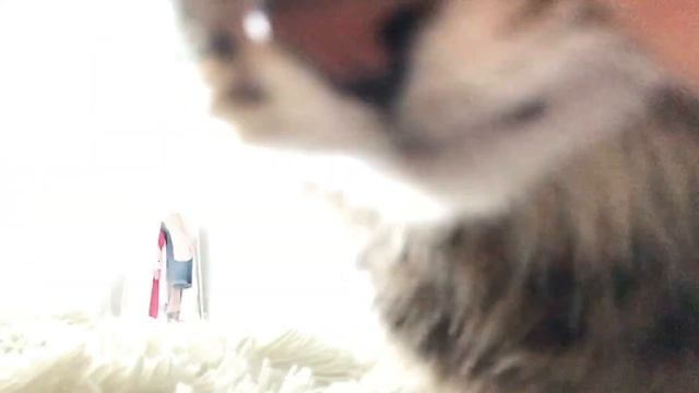 Самый ласковый кот в мире! смотреть онлайн