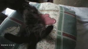 Полностью черный котёнок. Часть 2.