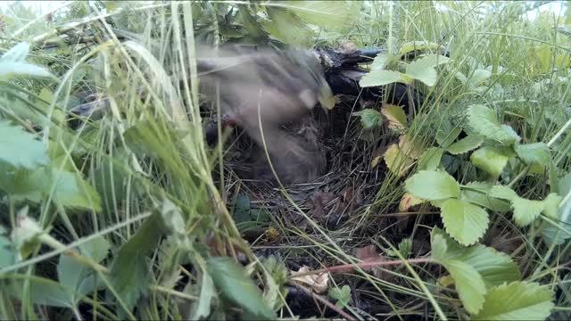 Жизнь белой трясогузки смотреть онлайн