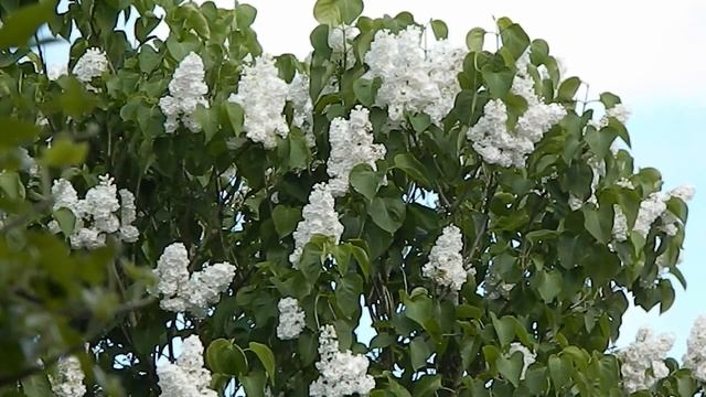 Syringa vulgaris 'Madame Lemoine' смотреть онлайн
