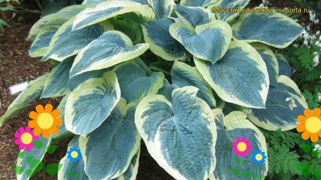 Хоста гибридная Американский Ореол. Краткий обзор, описание Hosta Hybrida American Halo