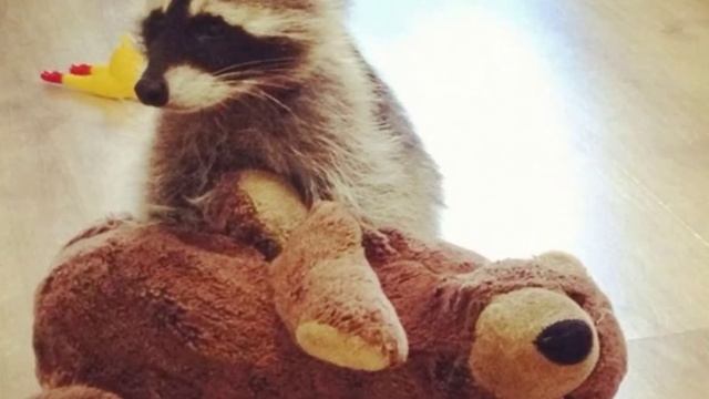 Топ 5 лучших домашних животных. смотреть онлайн