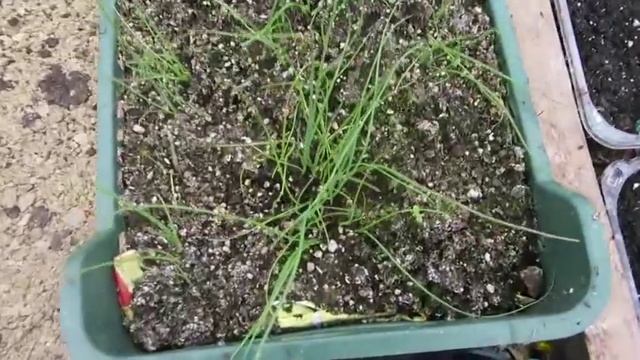 История моей теплицы. Готовим новую. Рассада капусты и слизни.