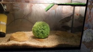 Охота красноухой черепахи за рыбой