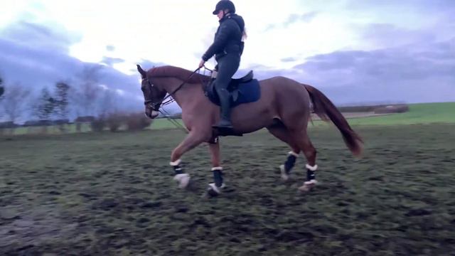 CC's Runaway Cosmo - Dressur Januar 2021 смотреть онлайн