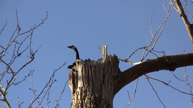 Canada Goose On The Tree. Канадская казарка на дереве (1291sp) смотреть онлайн