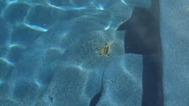 Pebble Pool Finish colors SunStone Pearl Ice | St Lucia Ice смотреть онлайн