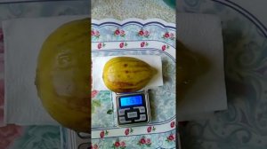 Созрел первый инжир сорта Бебера Бранка.