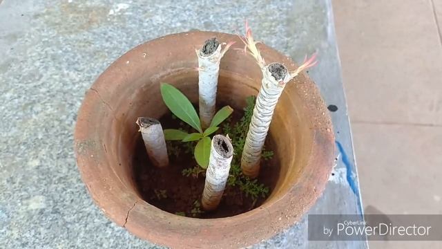 How to propagate Dracaena Marginata or Dragon Tree смотреть онлайн