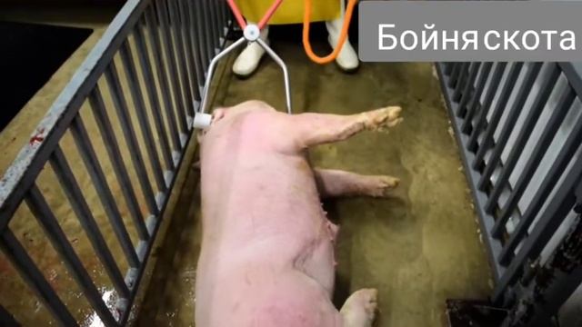 Щипцы для оглушения свиней. Процесс оглушения щипцами 100% смотреть онлайн