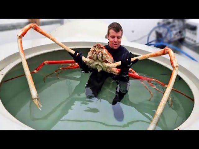 10 ГИГАНТСКИХ видов ЖИВОТНЫХ, живущих в наше время смотреть онлайн