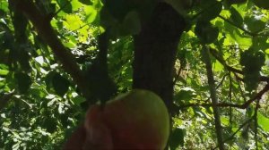 Яблоня сорт летний Грушовка Московская