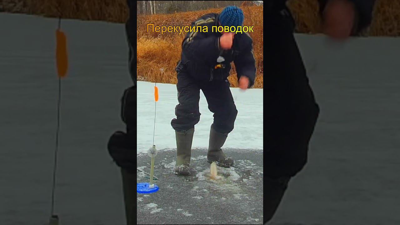 Поводок не выдержал эту щуку! #shorts смотреть онлайн