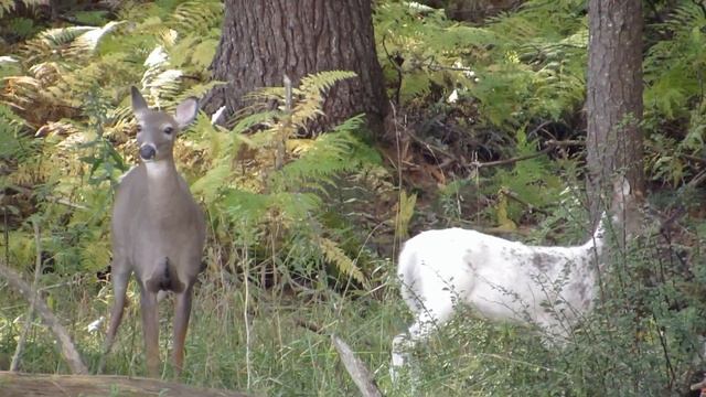 Canon SX50 200x Zoom Test FULL HD Piebald Buck Albino Deer смотреть онлайн
