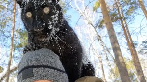 Игры кошки и собаки. Луна и Венза. Ротвейлер играет с детенышем черного леопарда