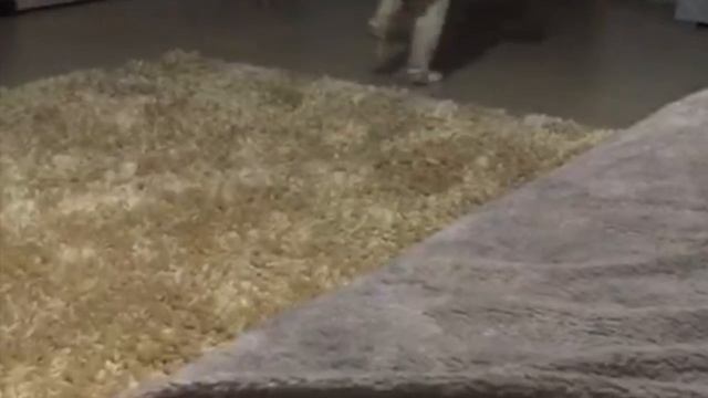 Каратэ: Вводные Уроки для Новичков