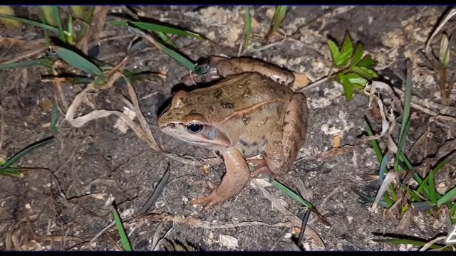 Остромордая лягушка ? смотреть онлайн