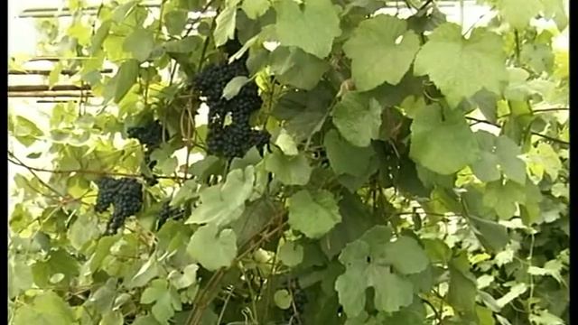 Стабильный виноград смотреть онлайн