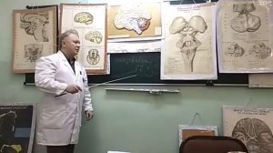 Видеолекция «Головной мозг» Часть 1.