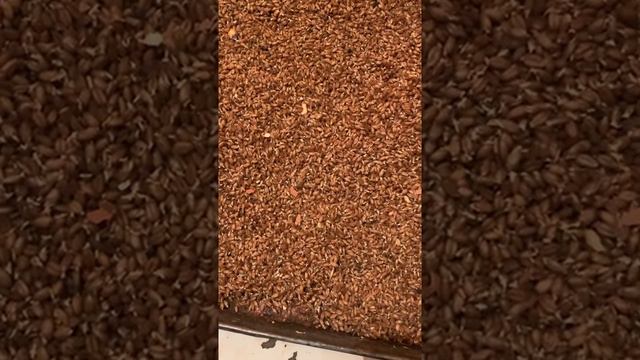 Проращиваем пшеницу для наших птиц смотреть онлайн