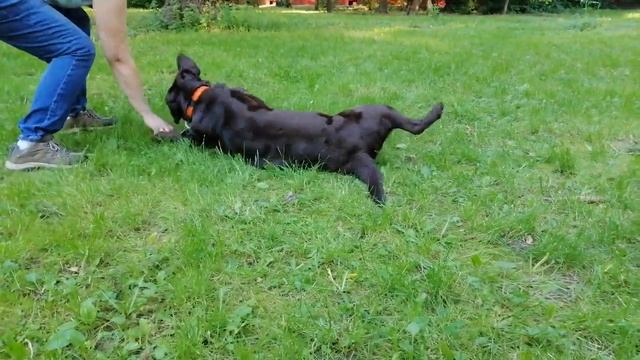 Бура, кувырок!