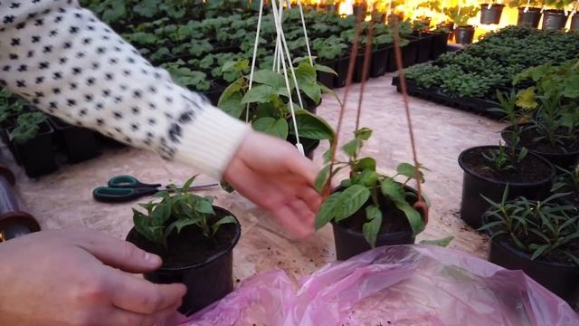 Укоренение Фуксии зимой. Результат! Обрезка Гвоздики. смотреть онлайн