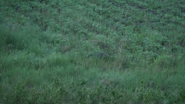 Тихо в лесу, только не спят дрозды))))))))))