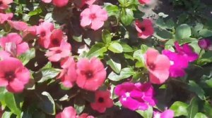 КАТАРАНТУСЫ И БАЛЬЗАМИНЫ? ОСНОВНЫЕ ПРАВИЛА УХОДА. ВЫБИРАЕМ ПРАВИЛЬНОЕ МЕСТО?