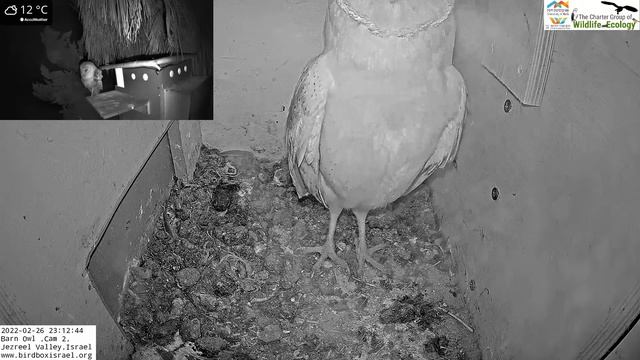 Down the hatch :) Barn owl female swallows vole in one gulp in Barn Owl Israel Cam 2 смотреть онлайн