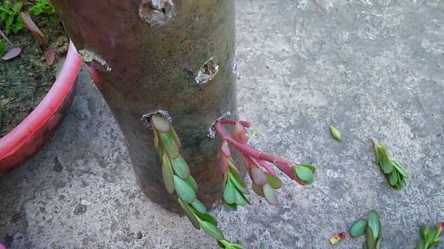 How to grow Purslane/Portulaca oleracea from cutting?️9'O clock flower in used plastic bottle? смотреть онлайн