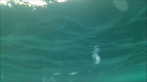 Зимняя подводная охота на Чёрном море в Крыму