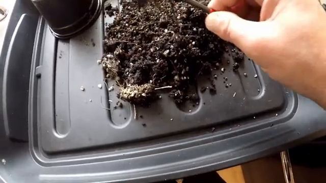 One year old European larch (Larix decidua) Potted into a half seed tray for Bonsai Training. смотреть онлайн
