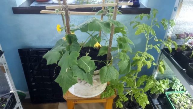 ОГОРОД ДОМА. ВСЕ СЕКРЕТЫ ВЫРАЩИВАНИЯ ОВОЩЕЙ ЗИМОЙ смотреть онлайн