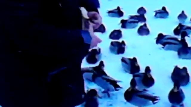 Моя любимая и голуби. смотреть онлайн