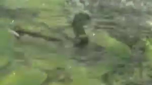 AQUADREAM смотреть онлайн