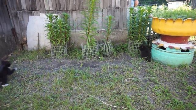 каждый котёнок в душе тигрёнок - котята играют на природе смотреть онлайн