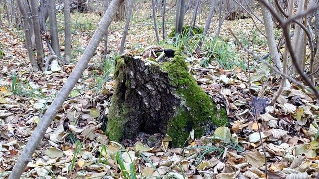 Опёнок кирпично-красный в сентябре смотреть онлайн