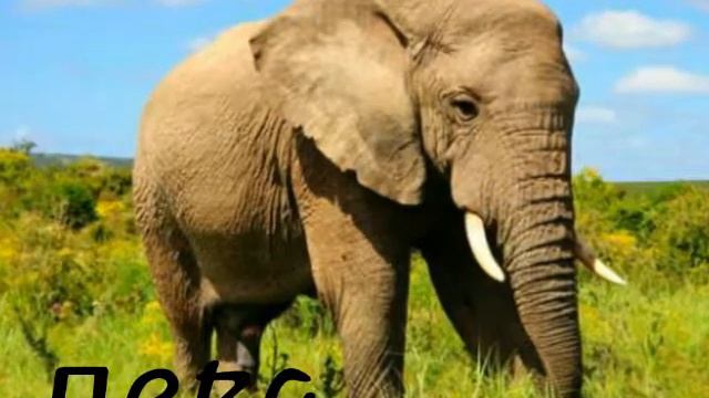 Какое ты животное по знаку задиака? смотреть онлайн