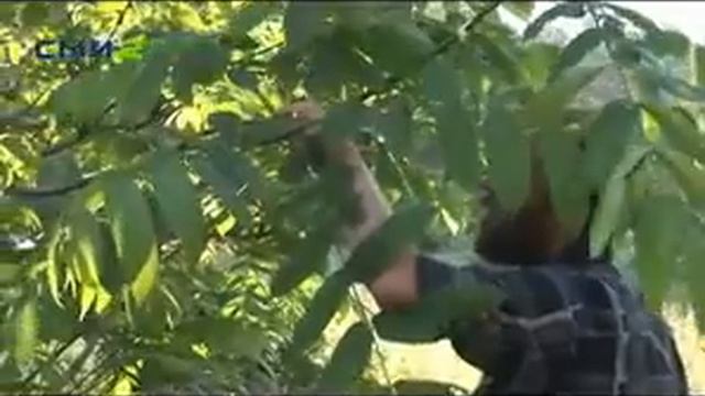 Травники Горного Алтая смотреть онлайн