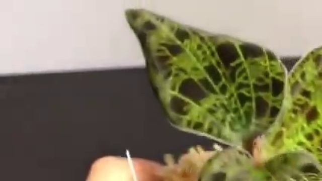 Macodes petola argentereticulata смотреть онлайн