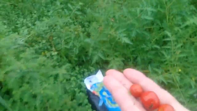 дикий помидор растущий на помойке смотреть онлайн